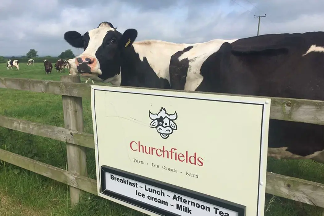 Churchfields sign on fence with cows looking over it