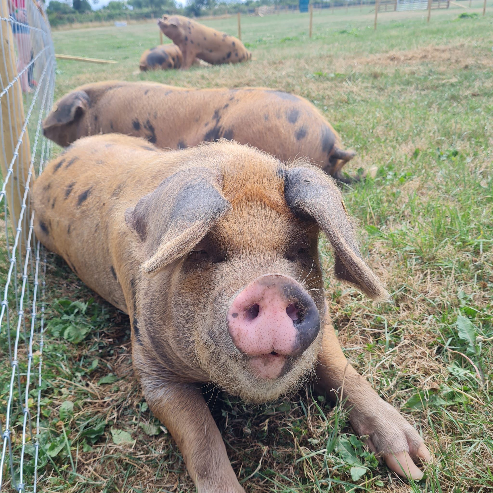 Close up of Tamworth pigs lying down together in field against the fence. Nearest pig looking straight at camera.