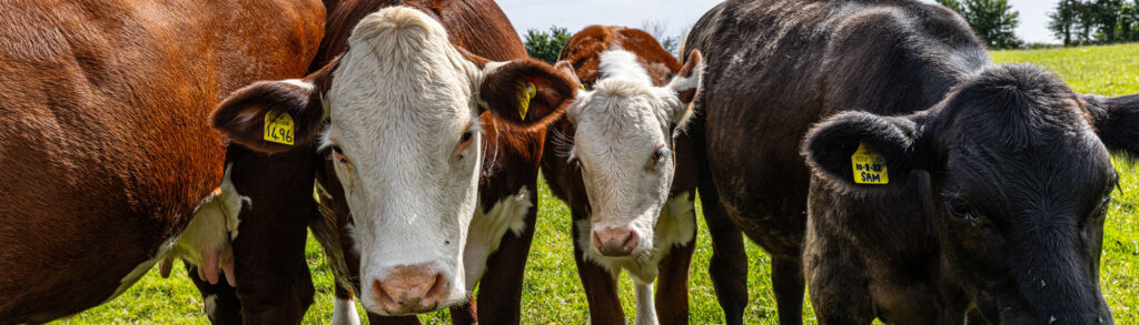 Close up of a row of cows side by side with 3 of their faces close to camera. 2 brown and white cows and 1 black cow.